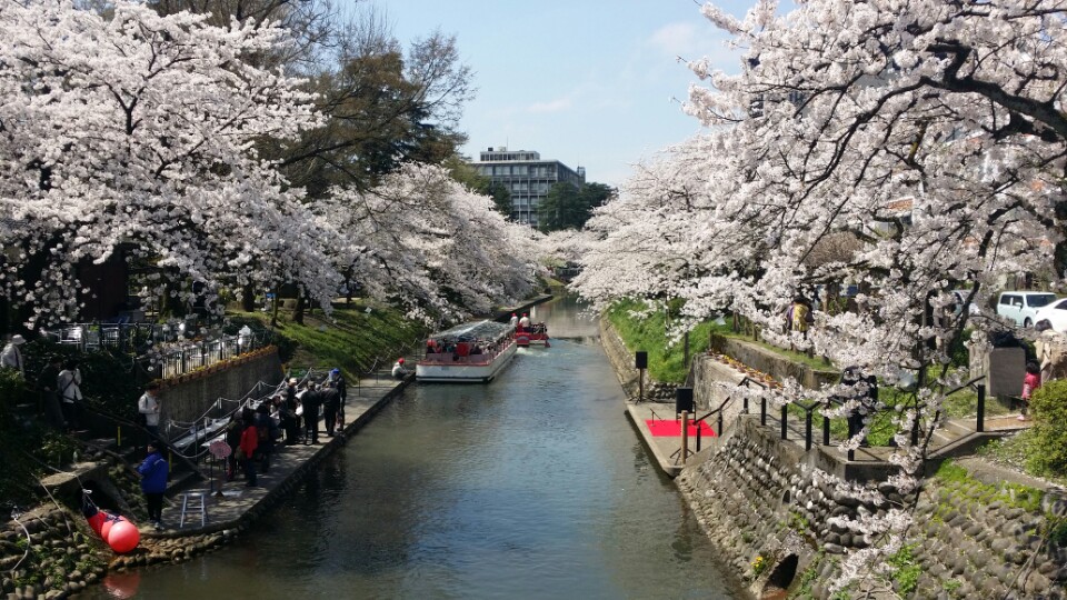 松川の桜並木