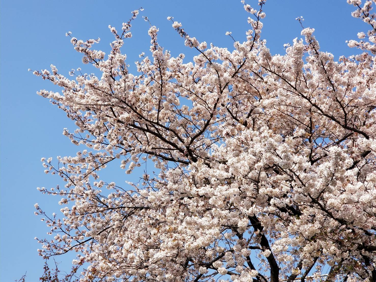 新年度の始まり